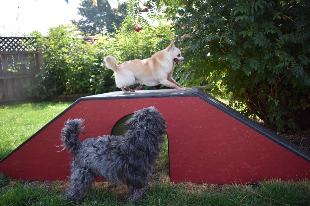 Animal Magic Pet Resort & Spa | 1004 Bellevue Rd, Parksville, BC V9P 2C2, Canada | Phone: (250) 248-8700