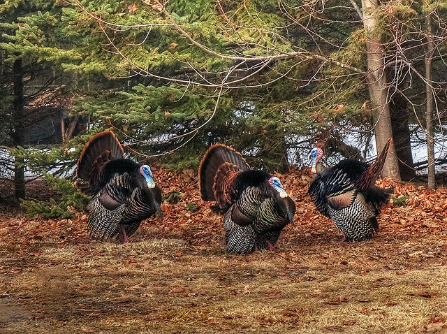 Whitetails Crossing Outdoors | 28 Evergreen Crescent, Wasaga Beach, ON L9Z 1B6, Canada | Phone: (705) 441-7373
