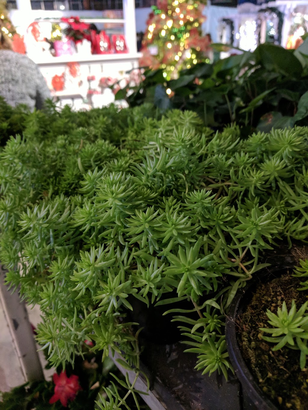 Milner Village Garden Centre | 6690 216 St, Langley City, BC V2Y 2N9, Canada | Phone: (604) 533-7945