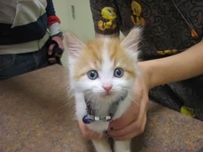 Erin Folk Animal Hospital | 4099 Erin Mills Pkwy #11, Mississauga, ON L5L 3P9, Canada | Phone: (905) 569-3647