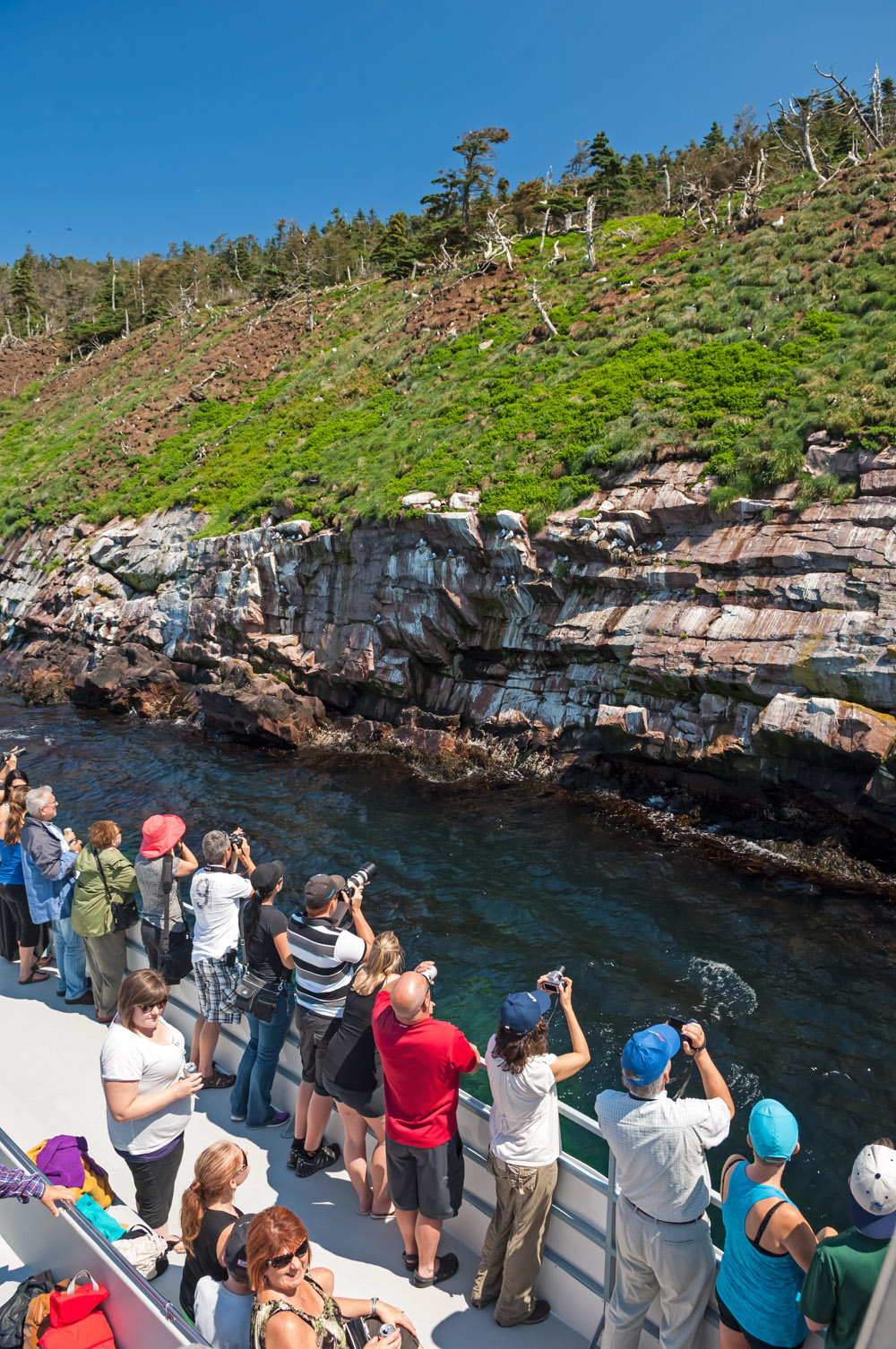OBriens Whale and Bird Tours | 22 Lower Rd, Bay Bulls, NL A0A 1C0, Canada | Phone: (709) 753-4850