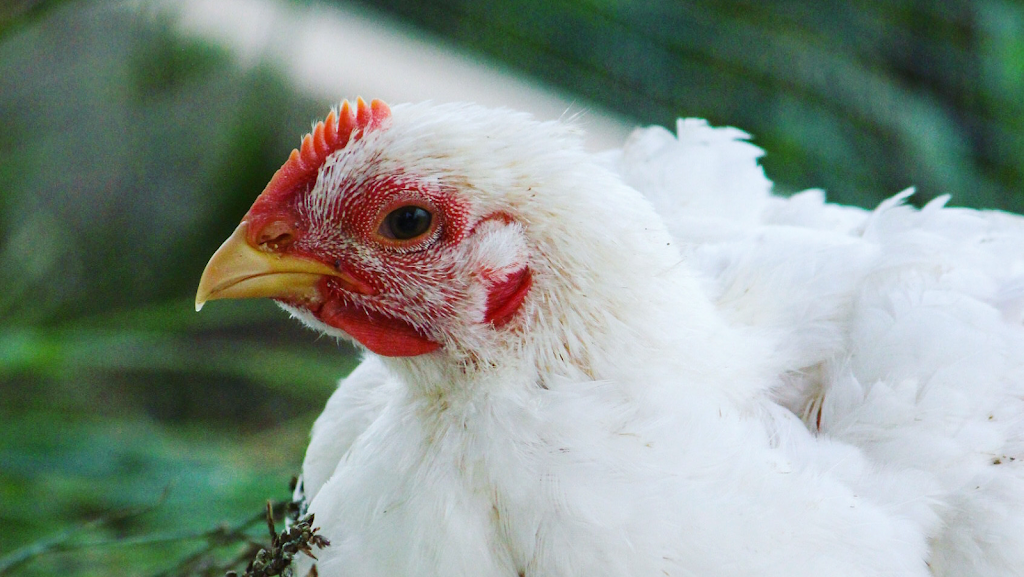 Opas Acres Livestock and Produce | 414 County Rd 28, Belleville, ON K8N 4Z7, Canada | Phone: (613) 885-3980