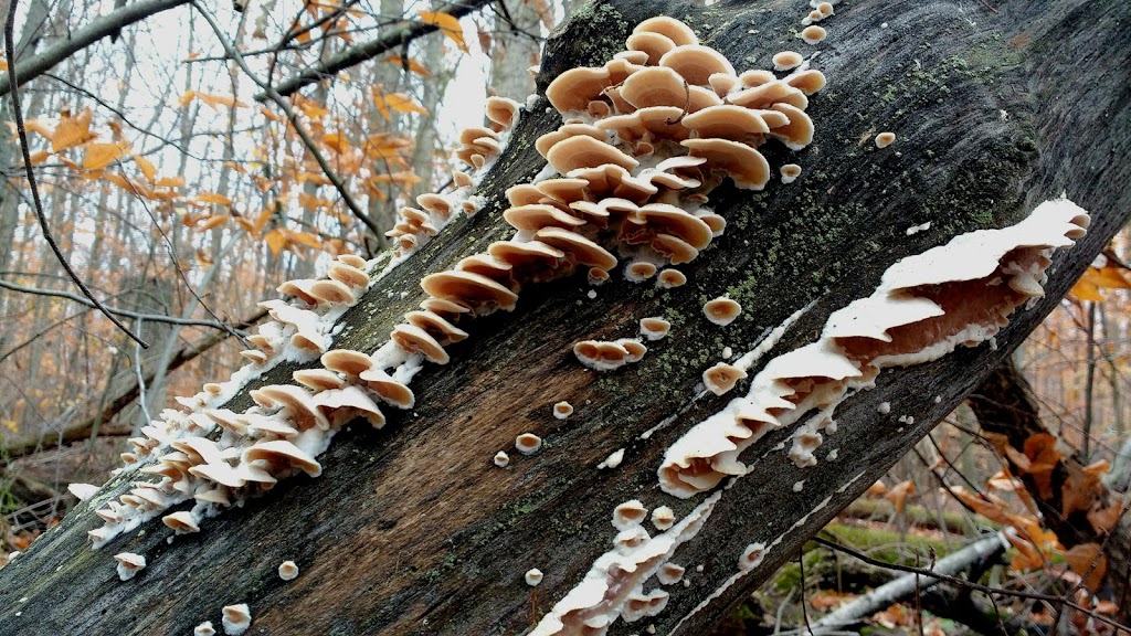 Mandaumin Woods Nature Reserve | Mandaumin Rd, Brigden, ON N0N 1B0, Canada
