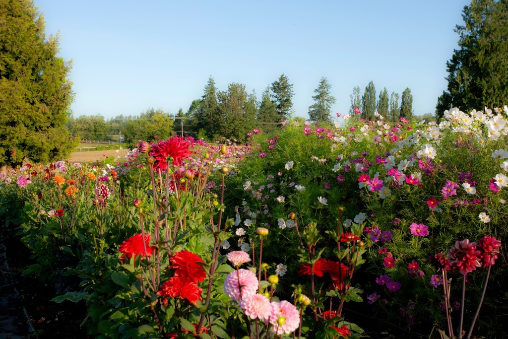 Early Bird Family Farm | 2768 256 St, Langley Twp, BC V4W 1Y4, Canada | Phone: (604) 614-6184