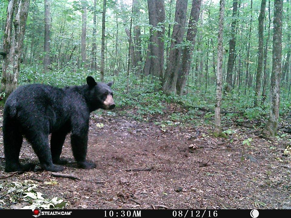 Rods Outfitting-Hunting & Adventures | 20247 ON-35, Dorset, ON P0A 1E0, Canada | Phone: (705) 766-0657