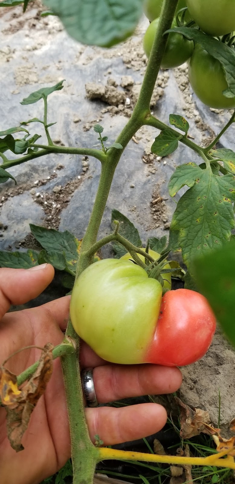Clyde River Produce | 1454 VT-105, West Charleston, VT 05872, USA | Phone: (802) 673-7088