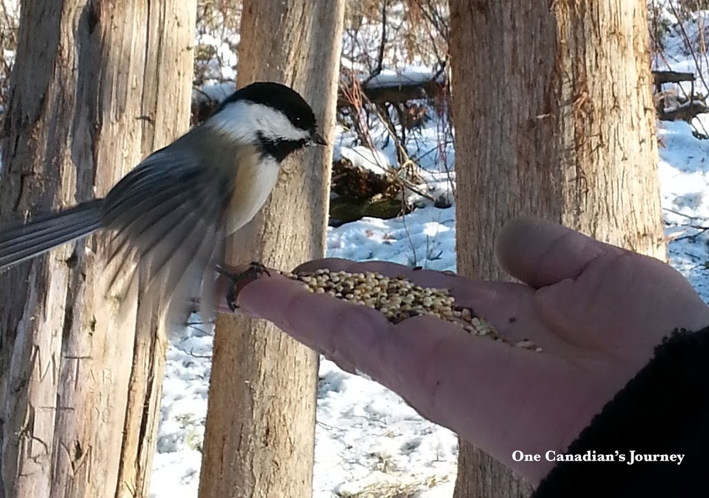 Cedar Bog Trail Trailhead | Birds Hill Rd, Springfield, MB R0E 1J0, Canada