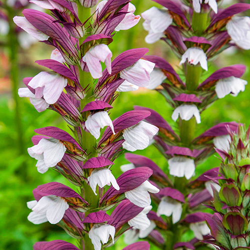 Yesterdays Garden | 401328 Grey County Rd 4, Hanover, ON N4N 3B8, Canada | Phone: (519) 364-5393