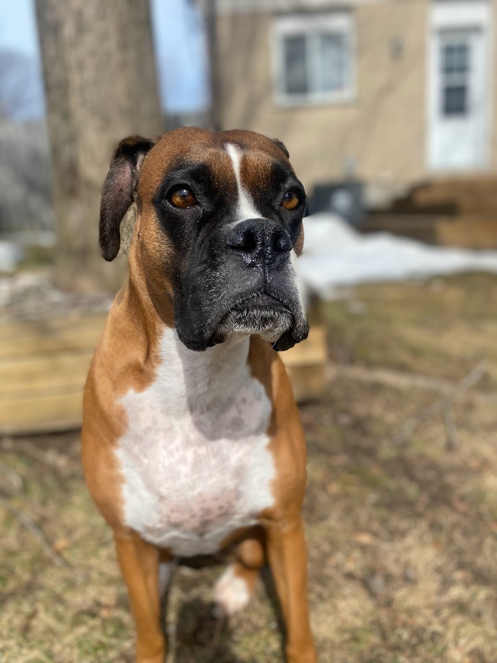 Angies Pawsitive Pet Services | 3409 Lee Ave, Cumberland Beach, ON L0K 1G0, Canada | Phone: (705) 309-5391