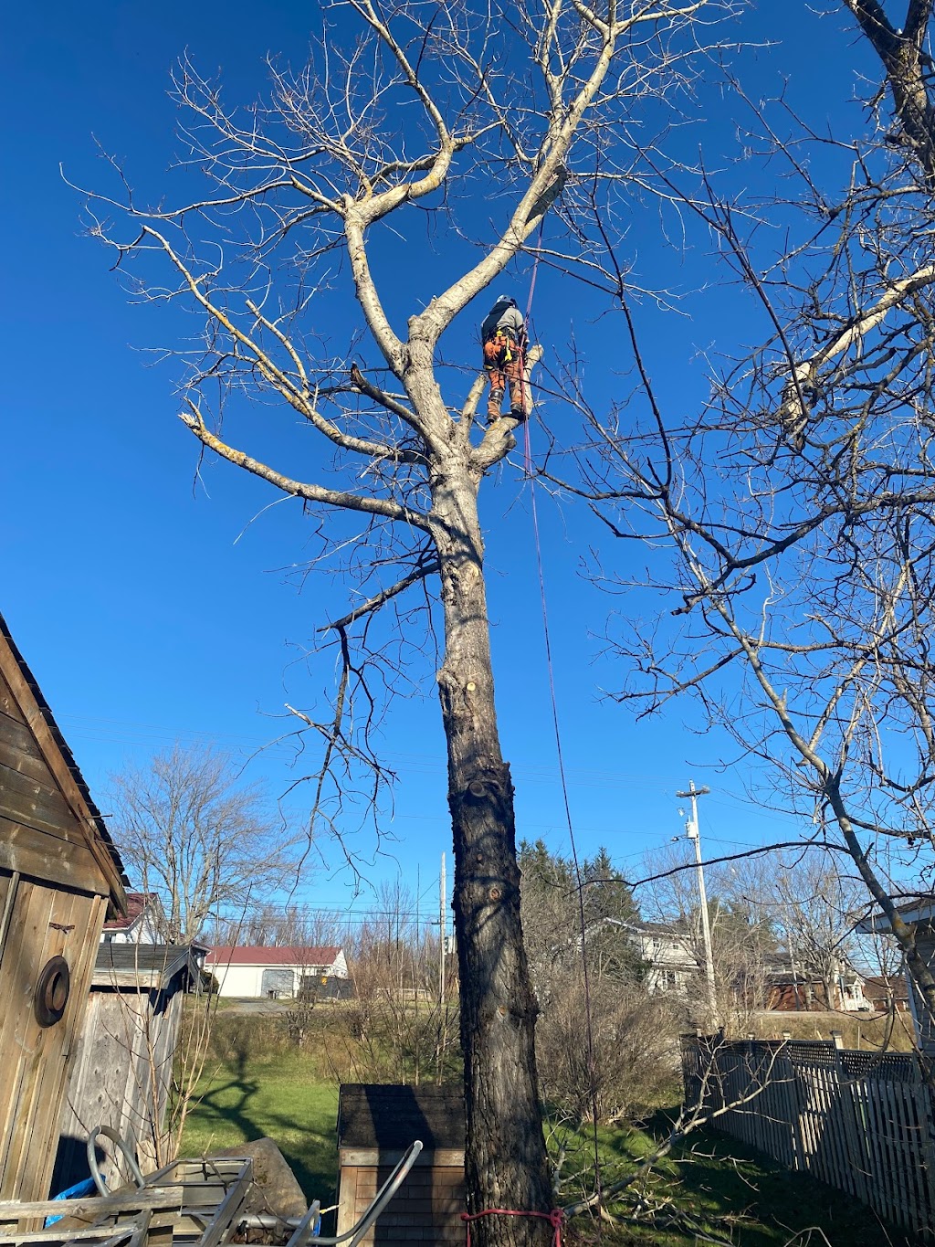 Aspotogan Tree Service | 345 Clayton Dr, Hubbards, NS B0J 1T0, Canada | Phone: (902) 212-2923