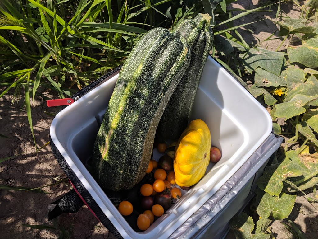 Mikes Garden Harvest | 436 River Rd, Gloucester, ON K1V 1E7, Canada | Phone: (613) 314-3104