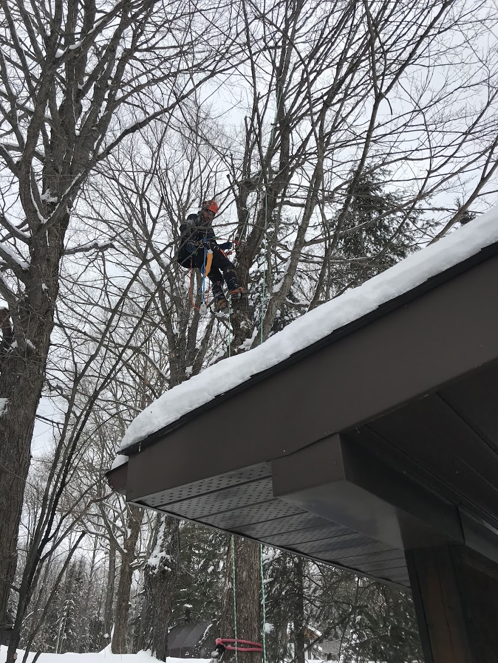 Schmeler Tree Removal and services | 369 Pickerel & Jack Lake Rd, Burks Falls, ON P0A 1C0, Canada | Phone: (705) 783-8247