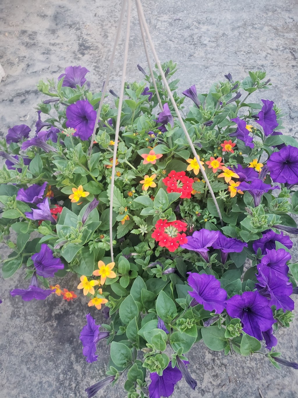 Green Acres Greenhouse | 400067 AB-761, Leslieville, AB T0M 1H0, Canada | Phone: (403) 729-2585