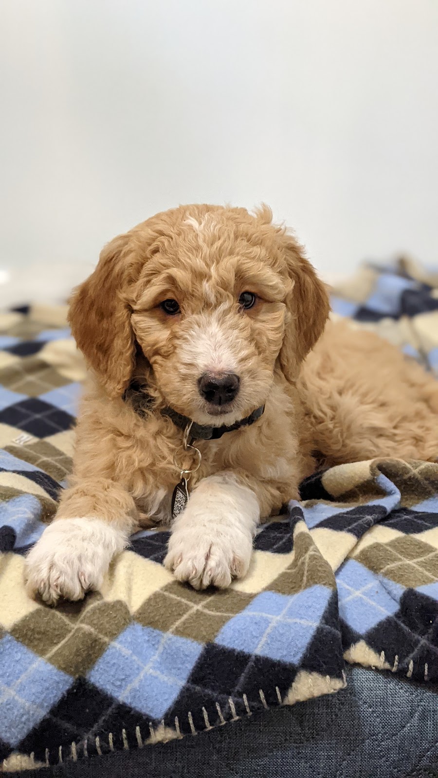 Golden Prairie Doodles | Rosenort, MB R0G 1W0, Canada | Phone: (204) 209-0094