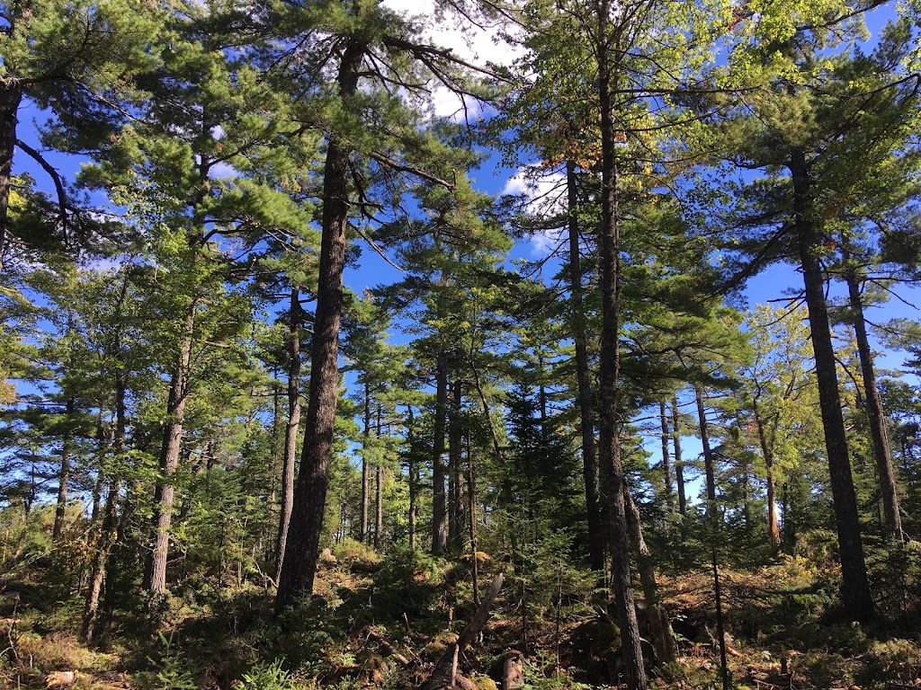 Medway Community Forest Coop | 9793 Nova Scotia Trunk 8, Caledonia, NS B0T 1B0, Canada | Phone: (888) 834-6232
