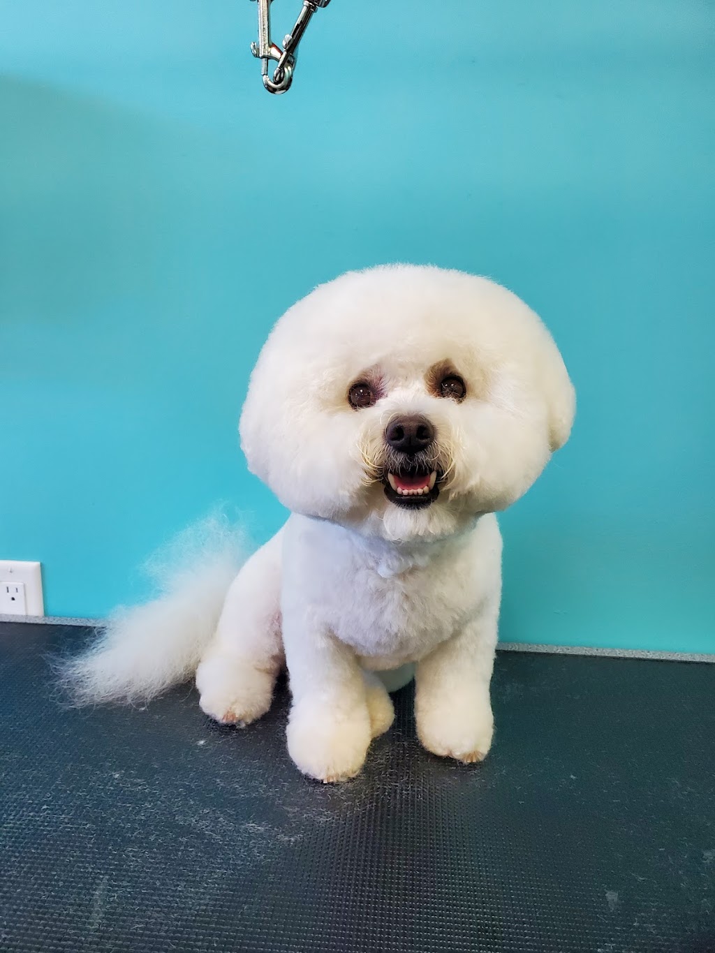 Fur Babies | 456 Vodden St E, Brampton, ON L6S 5V1, Canada | Phone: (905) 792-0428
