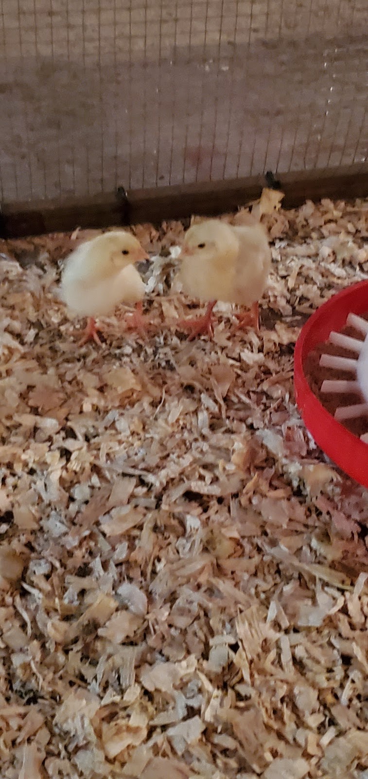 Four Favourites Farm | 344 Concession 13 Walpole, Hagersville, ON N0A 1H0, Canada | Phone: (905) 648-3747