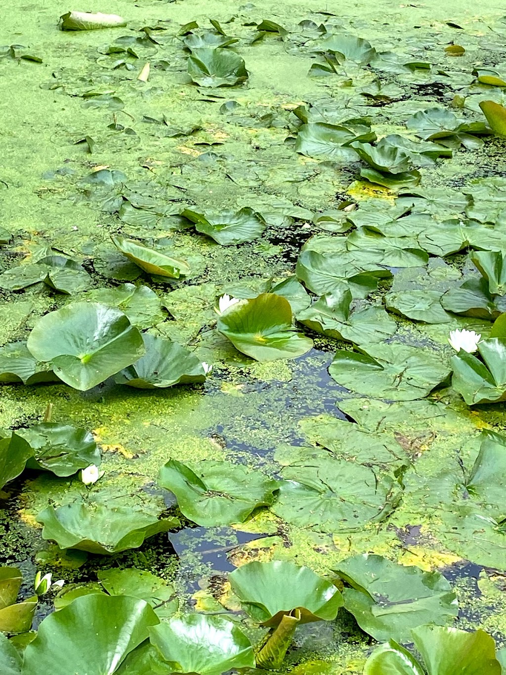 Catfish Creek Conservation Authority | 8079 Springwater Rd, Aylmer, ON N5H 2R4, Canada | Phone: (519) 773-9037