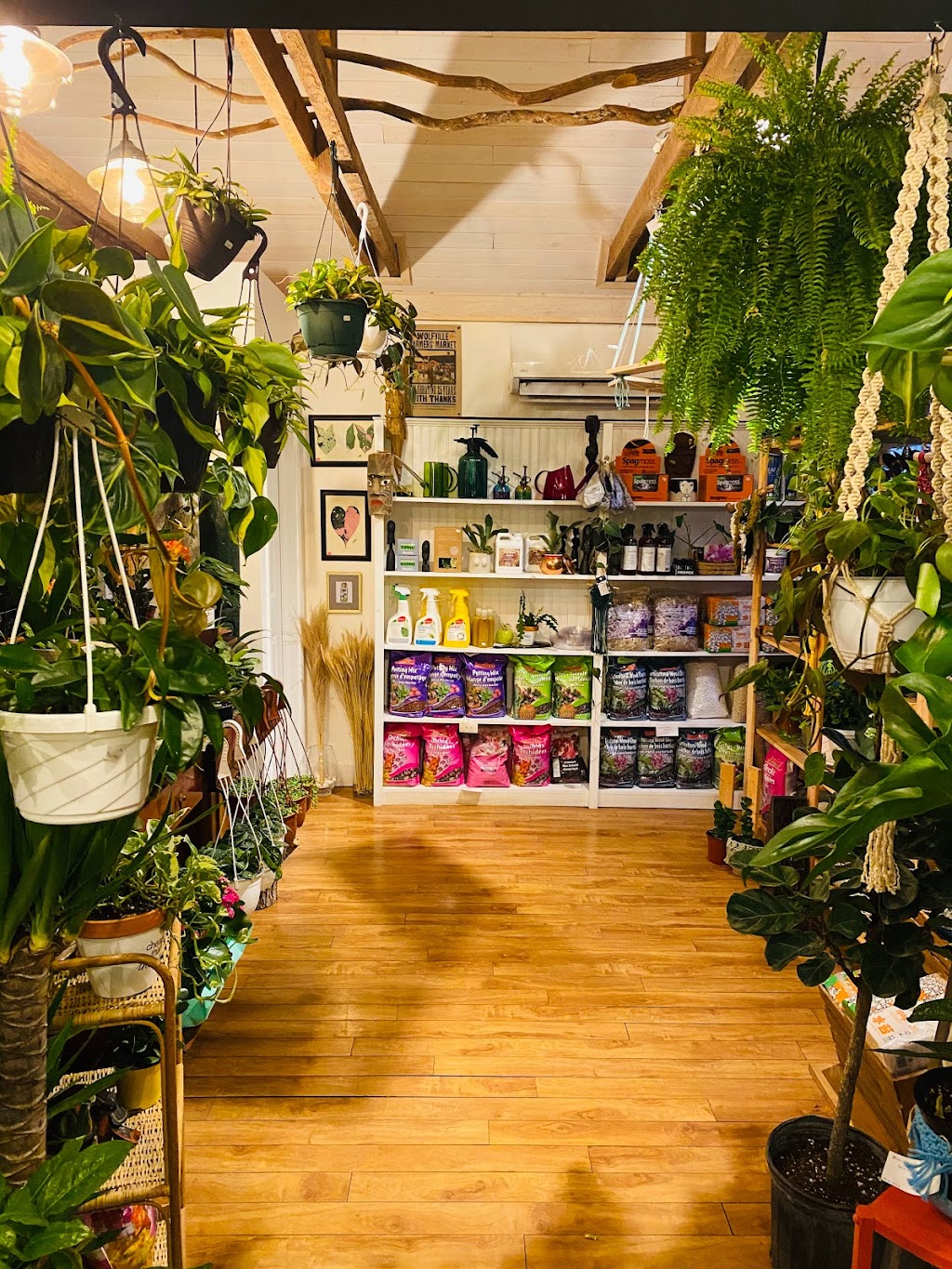 Fayes Wildflowers | 10 Pelham St, Lunenburg, NS B0J 2C0, Canada | Phone: (902) 634-8421