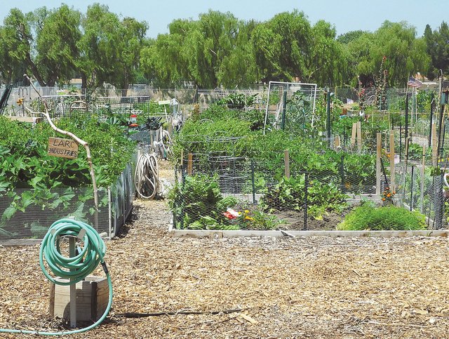 Central Park Community Garden | 2299 New St, Burlington, ON L7R 1J4, Canada | Phone: (905) 335-7736