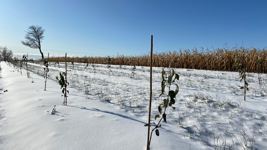 Red Rock Orchards Ltd | 495 Point Prim Rd, Mount Buchanan, PE C0A 1A0, Canada | Phone: (902) 969-3138