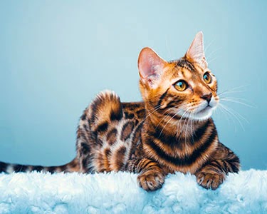 Manotick Cat Boarding | S Island Park Dr, Ottawa, ON K4M 1J2, Canada | Phone: (613) 807-7597