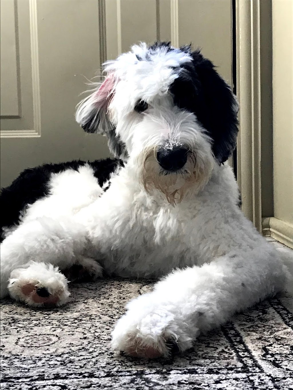 Happy Tails Pet Resort & Spa | 141 Samborski Dr, Oak Bluff, MB R4G 0B3, Canada | Phone: (204) 219-4070