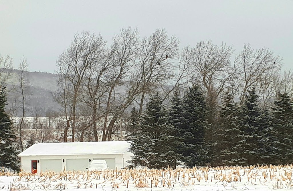 Sheffield Mills Eagle Watch -Eagle viewing site | 1770 Middle Dyke Rd, Centreville, NS B0P 1J0, Canada | Phone: (902) 582-1708