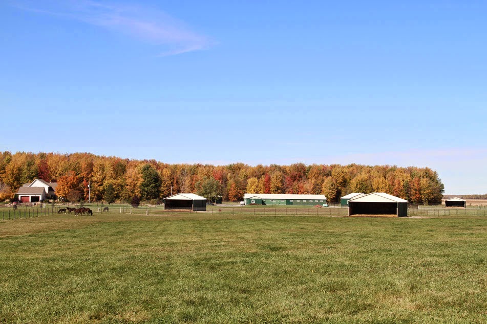 Russell Equine Veterinary Service | 383 Rte 100, Russell, ON K4R 1E5, Canada | Phone: (613) 445-3521
