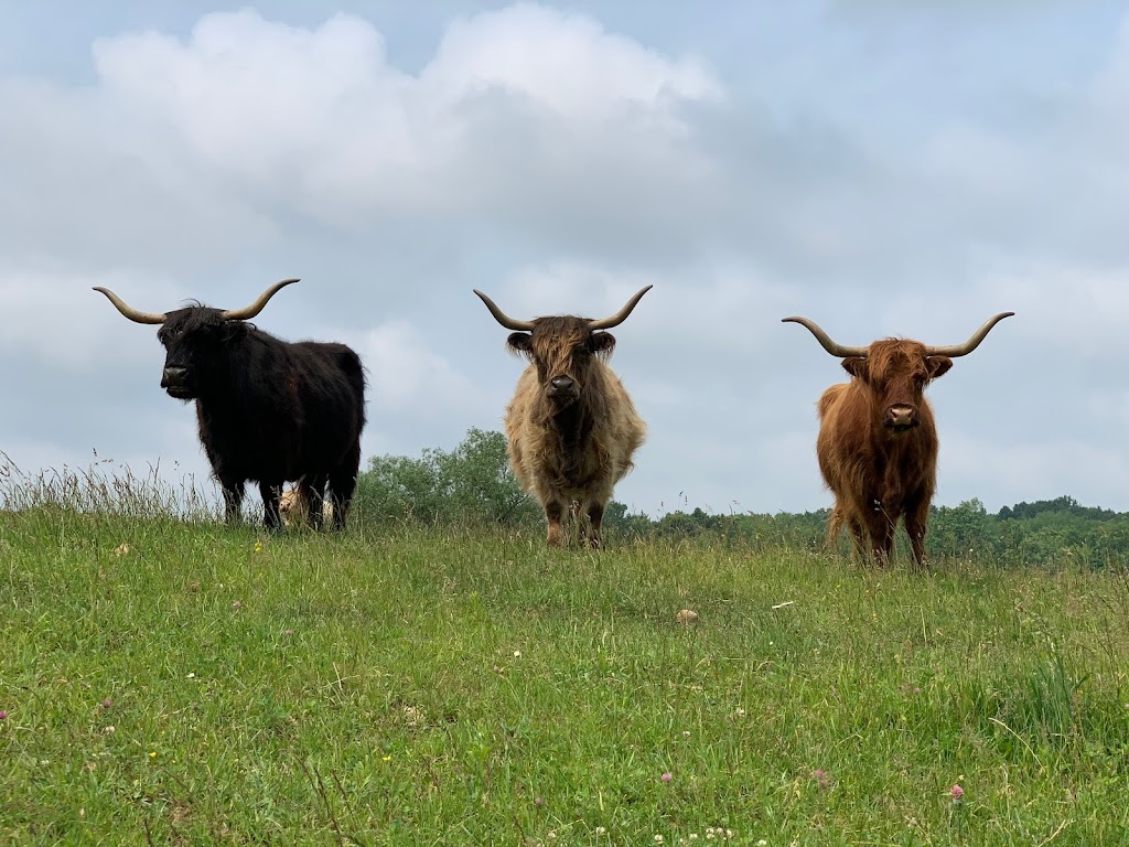 DNAs Farm | 45754 Fordwich Line, Clifford, ON N0G 1M0, Canada | Phone: (519) 573-5283