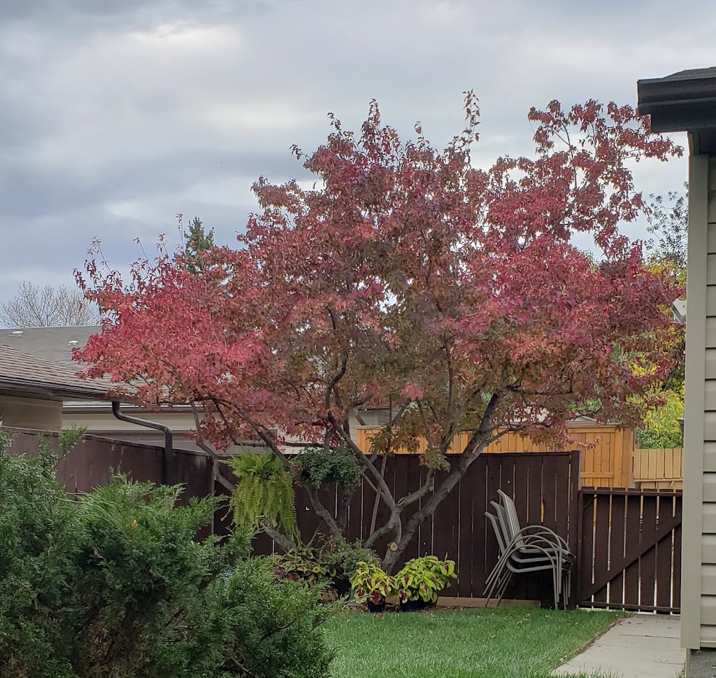 Bow Valley Tree Services | 304 Silvercreek Close NW, Calgary, AB T3B 4G5, Canada | Phone: (403) 286-4863
