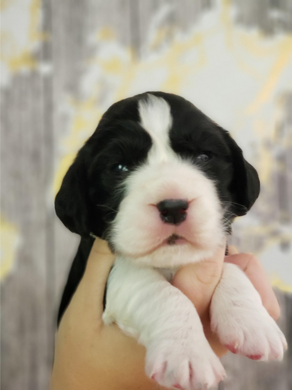 Trojh English Springer Spaniels | 757 Arthur St, Ayton, ON N0G 1C0, Canada | Phone: (519) 665-7488
