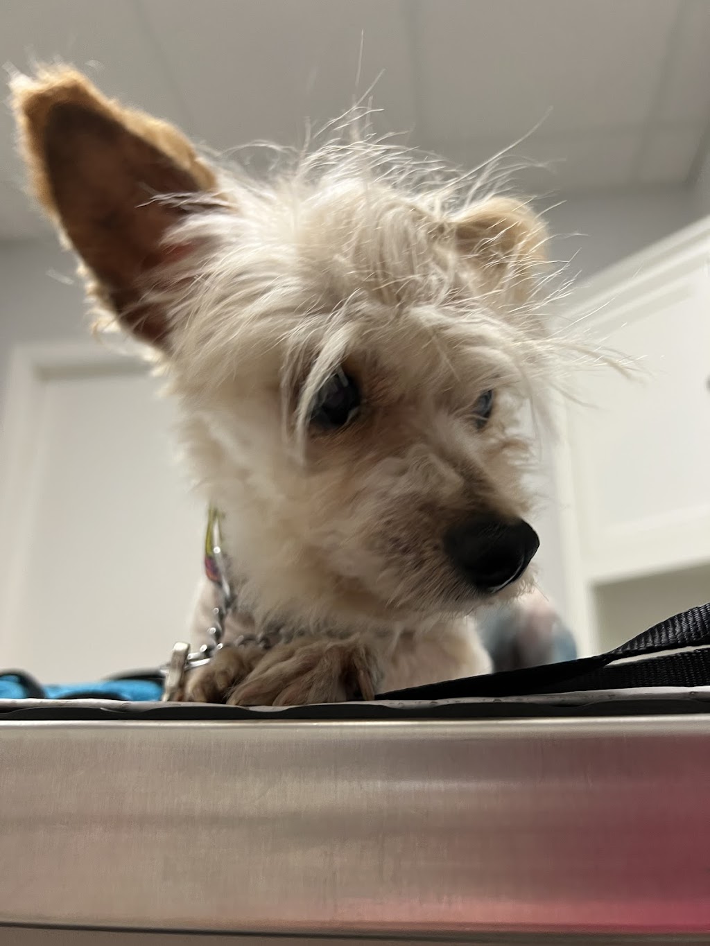 Eagle Ridge Veterinary Hospital | 5595 Sunshine Coast Hwy, Sechelt, BC V0N 3A0, Canada | Phone: (604) 885-5158