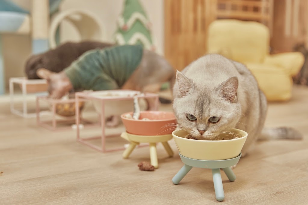 Chubby Meows Cat Hotel | 12285 Yonge St, Richmond Hill, ON L4E 3M7, Canada | Phone: (437) 973-1819