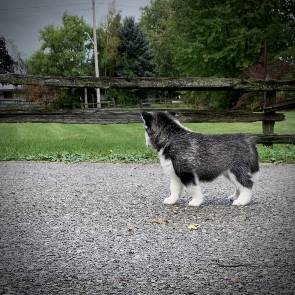 Snowsong Siberians and Cockapoos | 43 Albert St, Clinton, ON N0M 1L0, Canada | Phone: (519) 441-8183