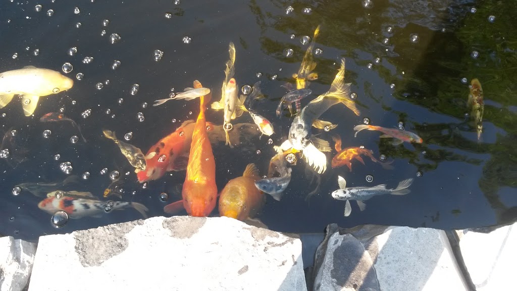 My Koi Water Gardens | 369 Paris Rd, Brantford, ON N3T 5L8, Canada | Phone: (519) 281-6824