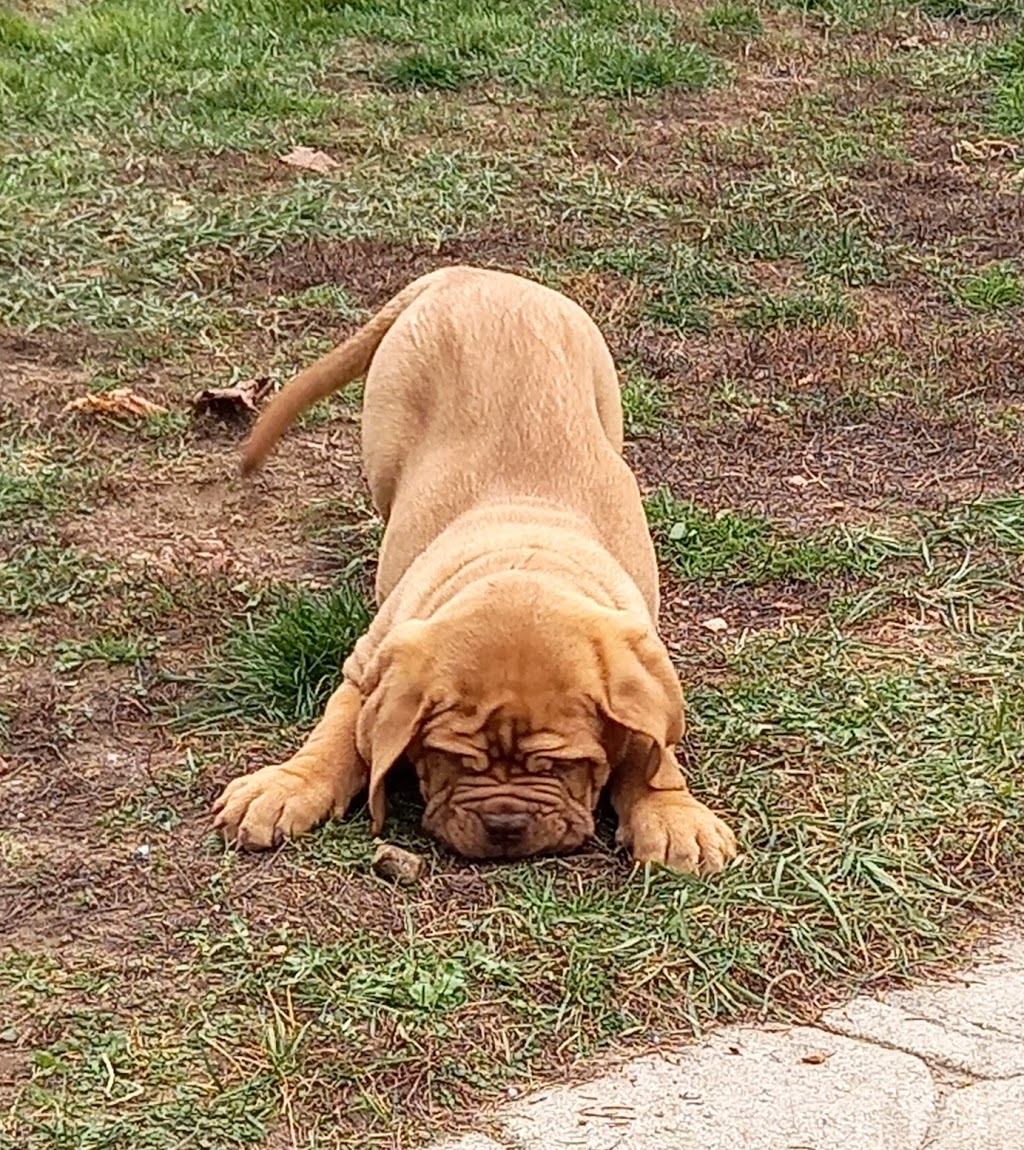 Chateau Rouge Dogue de Bordeaux | 1527 Windham Road 5, Vanessa, ON N0E 1V0, Canada | Phone: (519) 443-0363