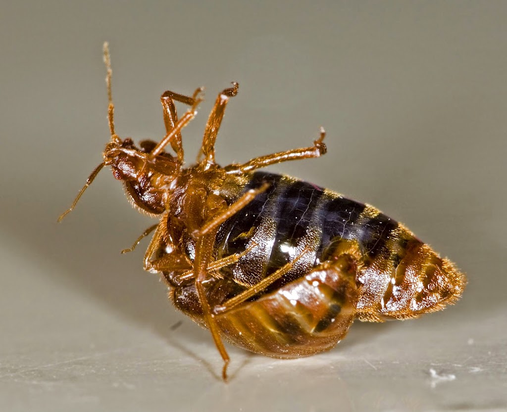 TOPLINE Pest Control | 21 Panamount St NW, Calgary, AB T3K 0H2, Canada | Phone: (403) 813-3666