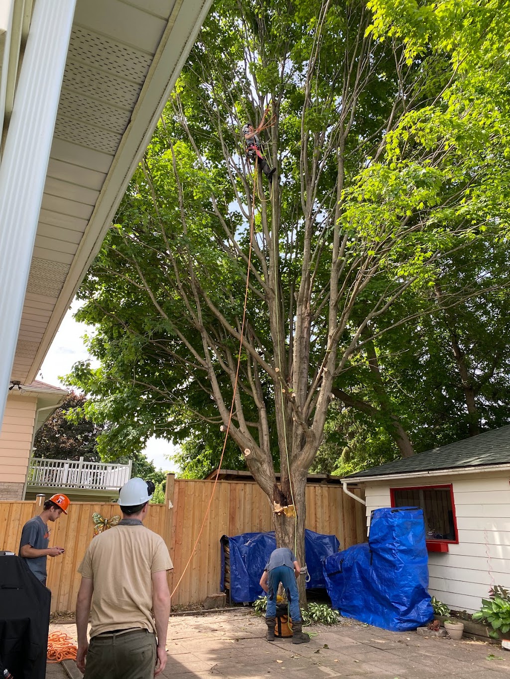 Acer Tree | 111 Arlington Ave, Oshawa, ON L1G 2N5, Canada | Phone: (905) 243-0225