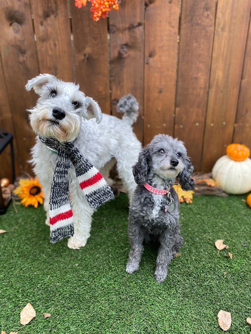 Posh Pooch Hotel and Daycare | 9402 31 Ave NW, Edmonton, AB T6N 1C4, Canada | Phone: (780) 435-3115
