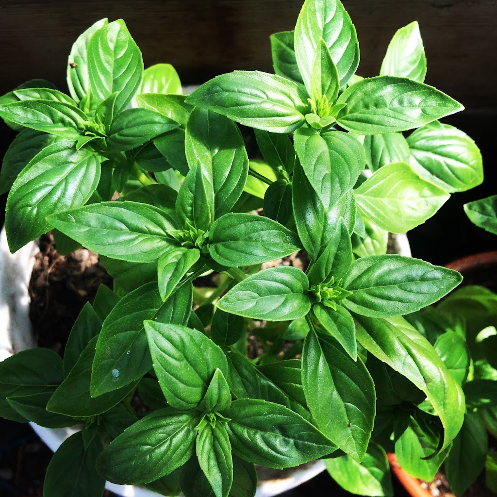 Three Sisters Garden Centre | 3132 Anderson Rd, Fernie, BC V0B 1M1, Canada | Phone: (250) 423-1611