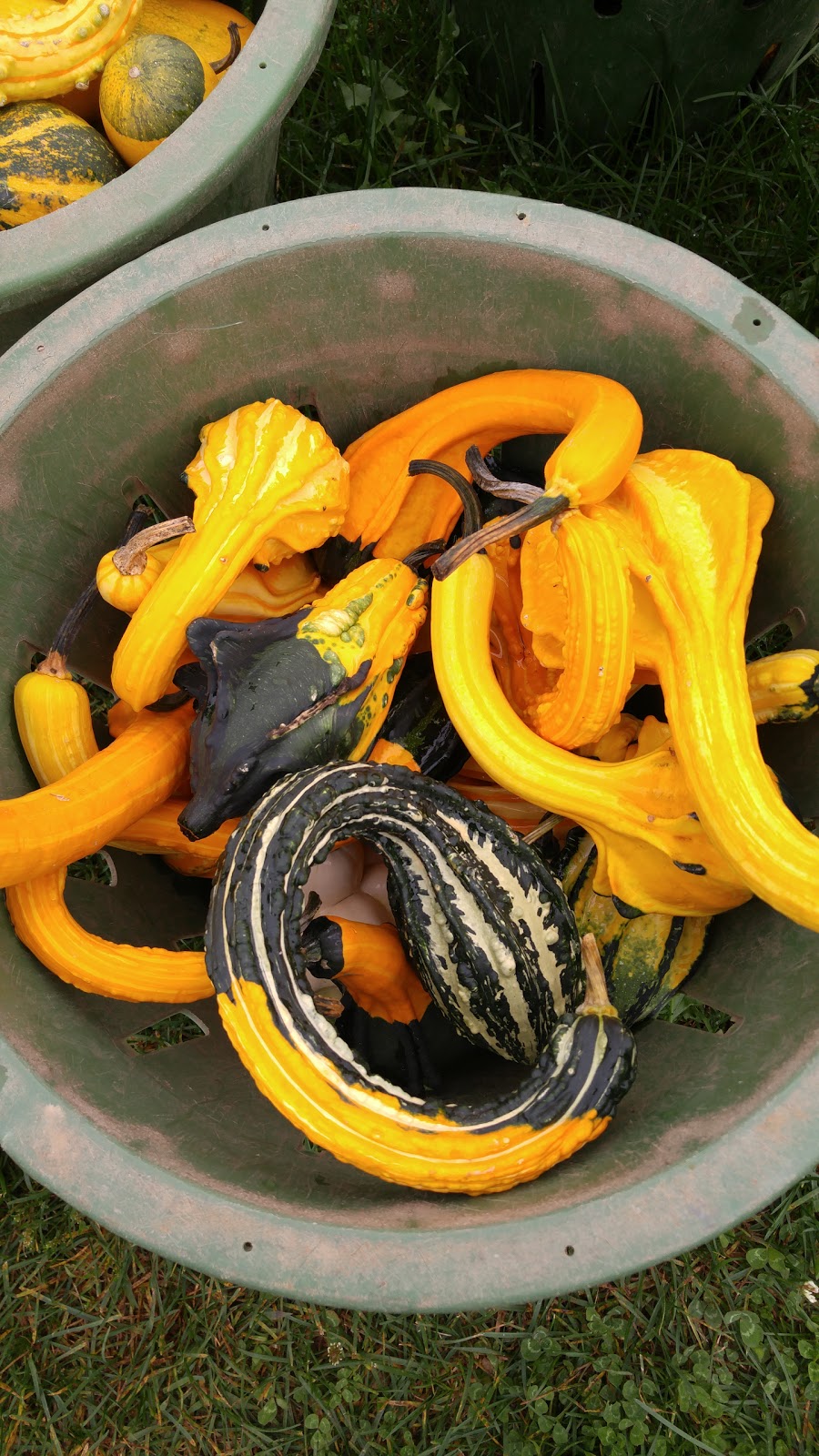 Son in Law Produce Ltd. | 225754 Otterville Rd, Otterville, ON N0J 1R0, Canada | Phone: (519) 410-6383
