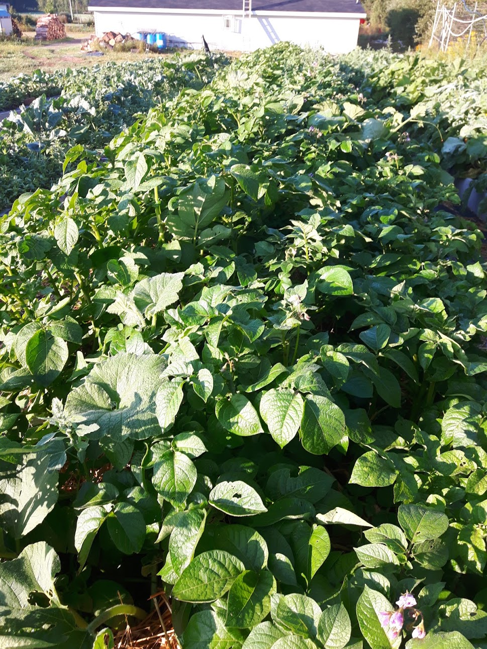Diddley-Squash Farm | 291 Scott Rd, Salisbury, NB E4J 3K4, Canada | Phone: (506) 372-1085
