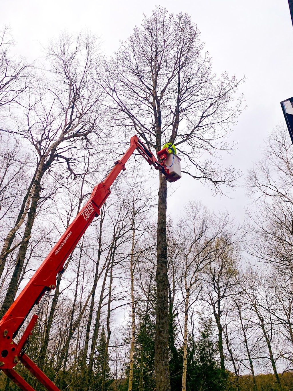 TreeKings Arboriculture Inc. | 1414 Caribou Rd, Minden Hills, ON K0M 1S0, Canada | Phone: (705) 457-5716