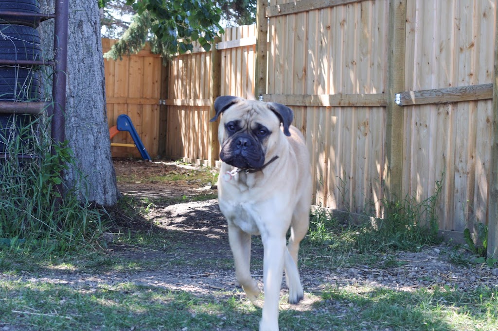 Pawsitive Play Lounge | 130 9 Ave, Carstairs, AB T0M 0N0, Canada | Phone: (403) 337-8671