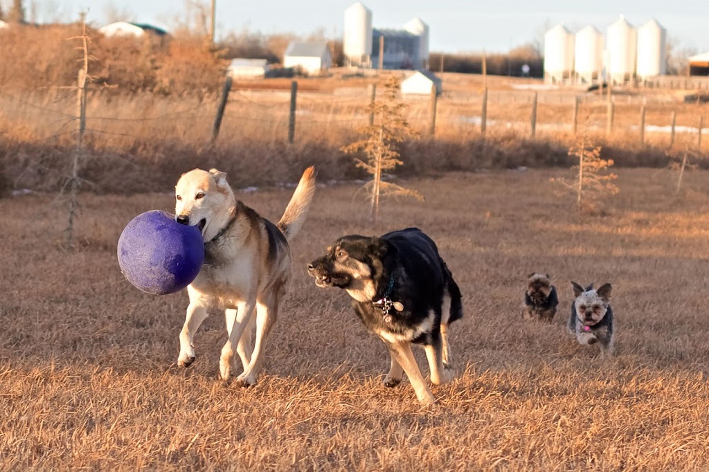 Love Your Pet Animal Care Professionals | 10213 Township Rd 284A, Crossfield, AB T0M 0S0, Canada | Phone: (403) 265-7387