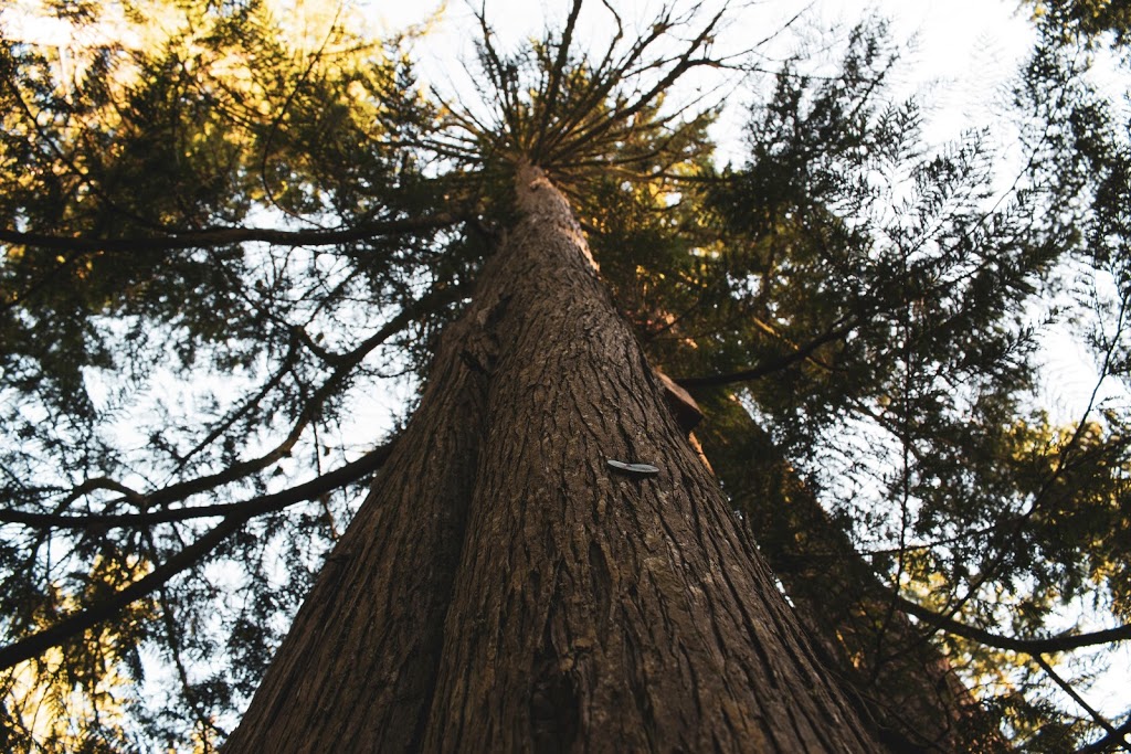 Barrhaven Tree Service | 2010 Seeleys Bay St, Nepean, ON K2J 5P5, Canada | Phone: (343) 312-7822
