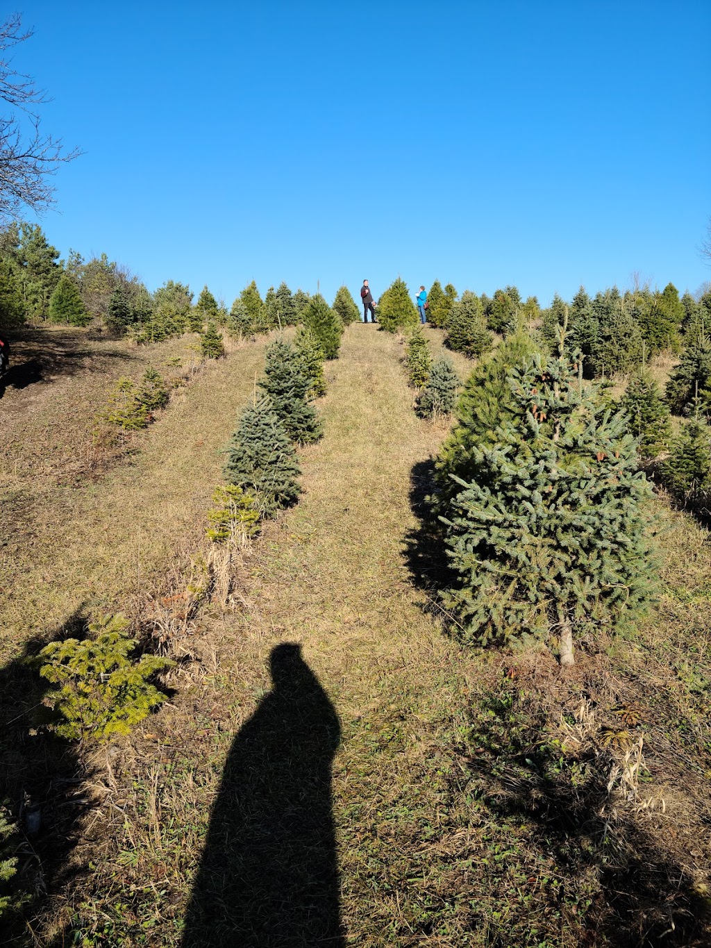 Powells Trees | 2945 Durham Regional Rd 20, Bowmanville, ON L1C 6V7, Canada | Phone: (905) 263-2762