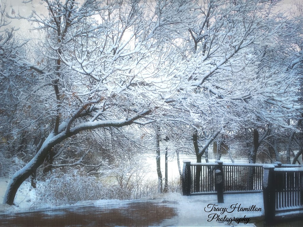 Tracy Hamilton Photography | 1650 Leila Ave #4, Winnipeg, MB R2P 2E5, Canada | Phone: (204) 330-9120