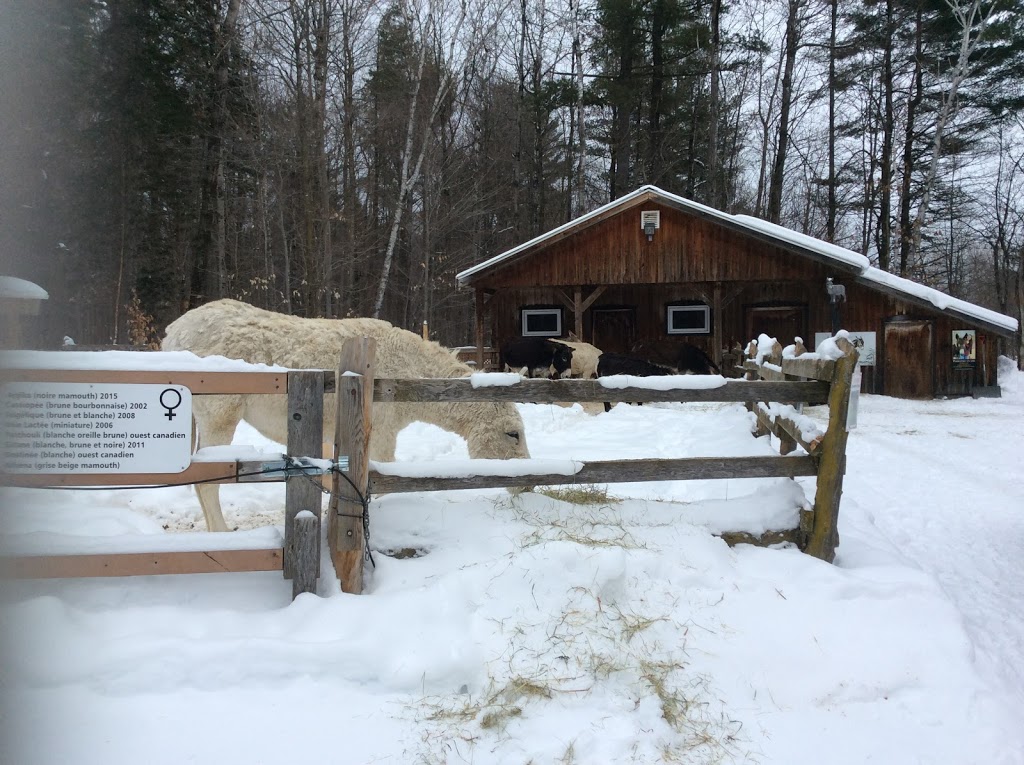 Asinerie âne gardien | 541 Rang du Pied de la Montagne, Sainte-Mélanie, QC J0K 3A0, Canada | Phone: (450) 889-8456